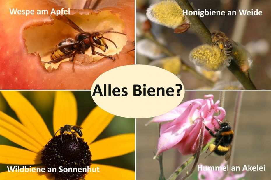 Alles Biene oder Was? Der nächste Kurs findet im Sommer 2022 statt
